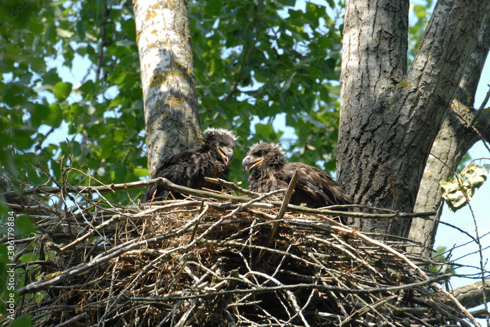Young white-tailed eagle chicks in the nest Young white-tailed eagle chicks in the nest