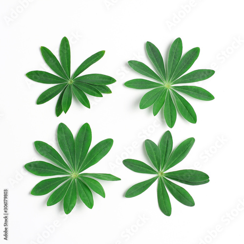 creative concept. Fresh green leaves on white background. minimalistic composition. flat lay  square frame