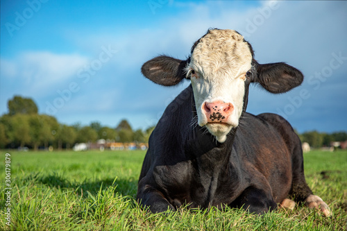 Brown and white bull calf lying in the pasture, cattle breed known as: blister head aka blaarkop, fleckvieh, and a dark sky as background. photo