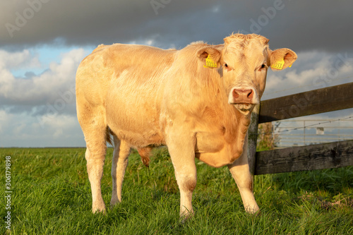 Beef bull, white, blonde d'aquitaine, stands on a meadow, next to a gate.