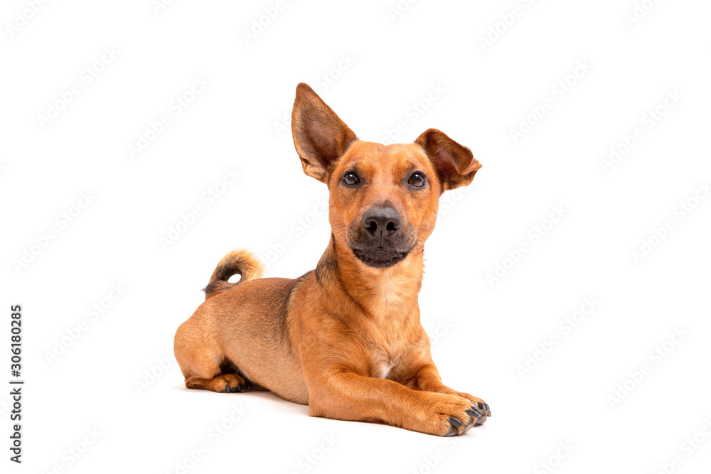 Small brown dog sitting on the floor isolated on white background. Mixed breed of parson jack russell terrier, chihuahua and german shepherd. Age 2 years.Funny dogs concept.
