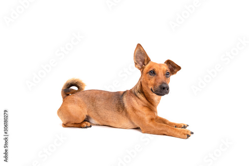 Small brown dog sitting on the floor isolated on white background. Mixed breed of parson jack russell terrier  chihuahua and german shepherd. Age 2 years.Funny dogs concept.