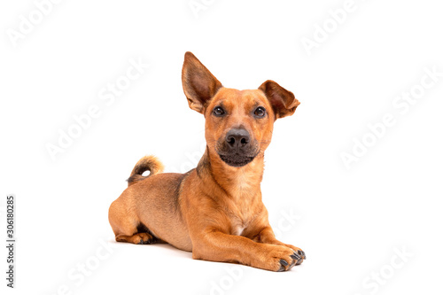 Fotótapéta Small brown dog sitting on the floor isolated on white background