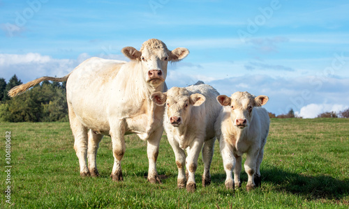 Картината върху платно White cow with calves in the field, cute Charolais next to two bull calves