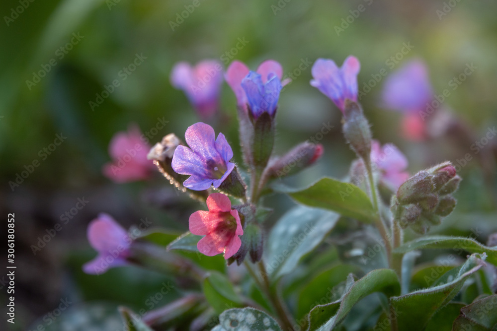 Forget me not, little flowers in heart shape Forget me not, little flowers in heart shape