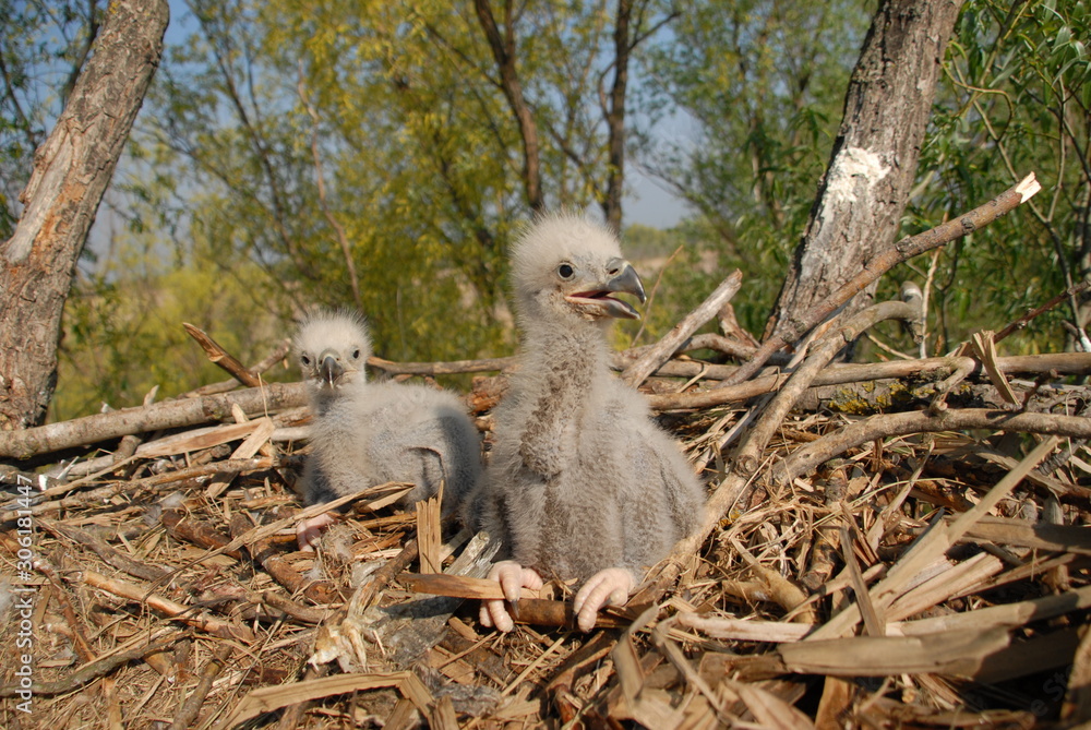 Fototapeta premium Young white-tailed eagle chicks in the nest