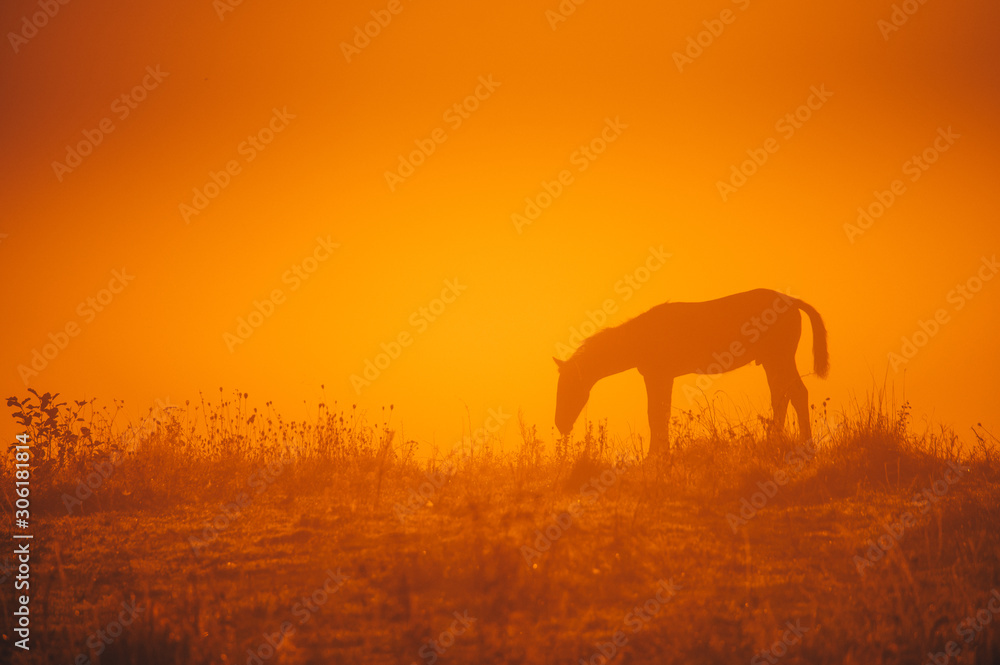 Horse silhouette on morning meadow. Orange photo, edit space