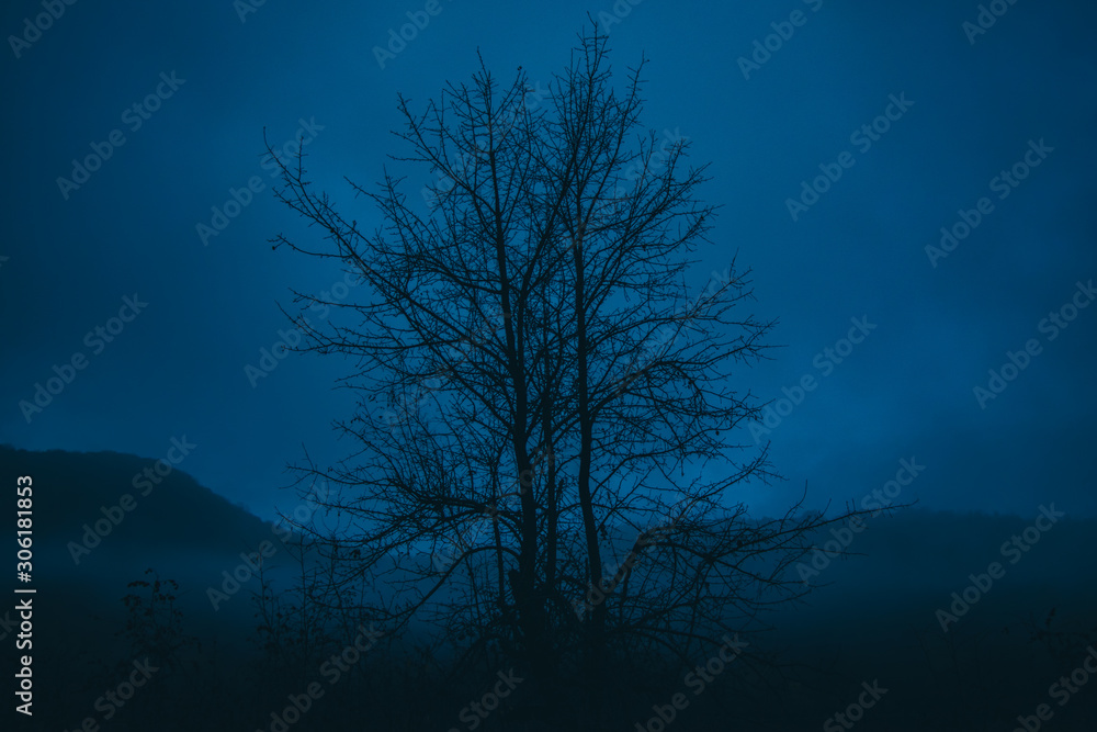 Dramatic tree at twilight on a foggy mountain. Mist and fog in a forest at night. fog in a forest. Dramatic tree at twilight on a foggy mountain. Mist and fog in a forest at night. fog in a forest.