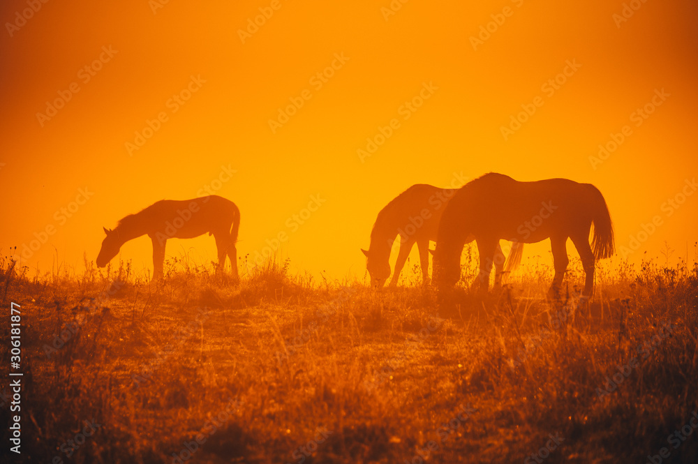 Group of horses grassing on autumn morning meadow. Orange photo, edit space