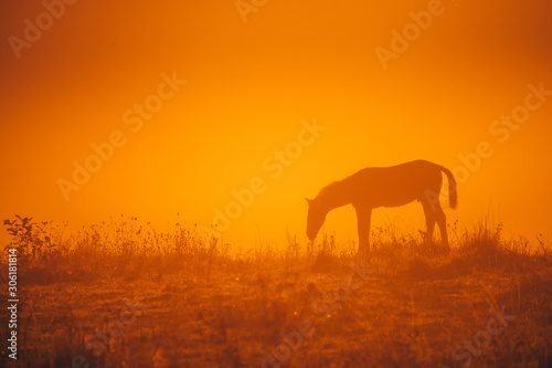 Horse silhouette on morning meadow. Orange photo, edit space