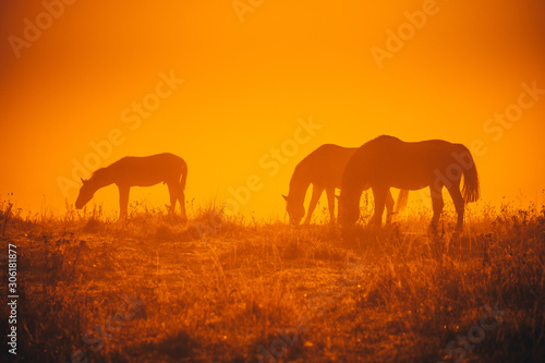 Group of horses grassing on autumn morning meadow. Orange photo  edit space