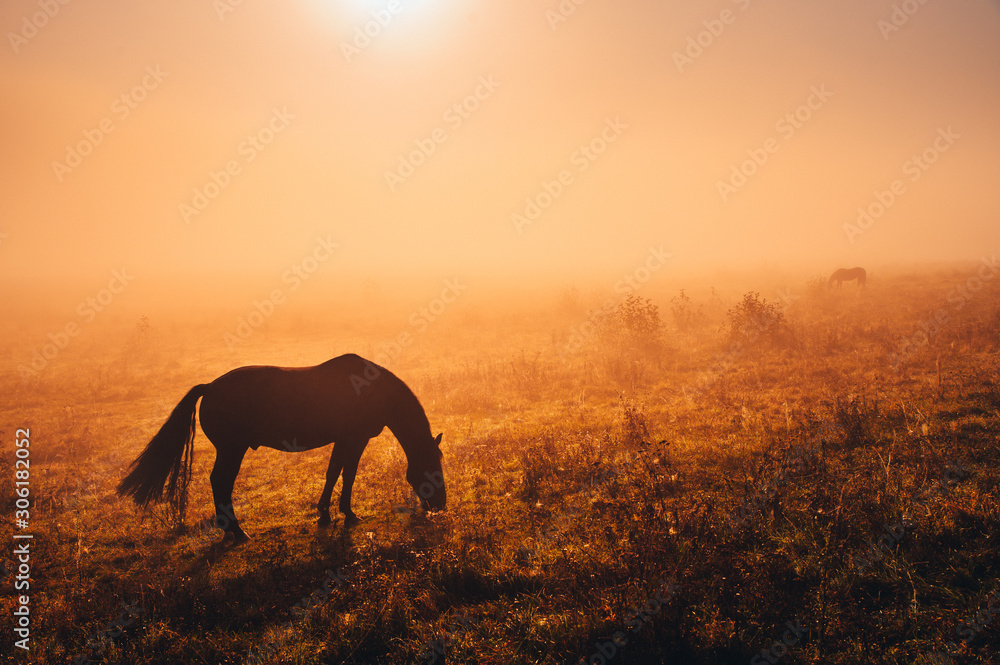 Dark Horse silhouette. Wild animal grassing on autumn meadow in warm sunrise light Dark Horse silhouette. Wild animal grassing on autumn meadow in warm sunrise light