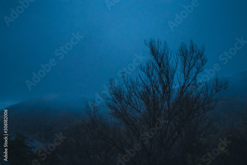 Silhouette of a tree in a foggy forest at dawn. Morning scenery of a mist on a mountain.