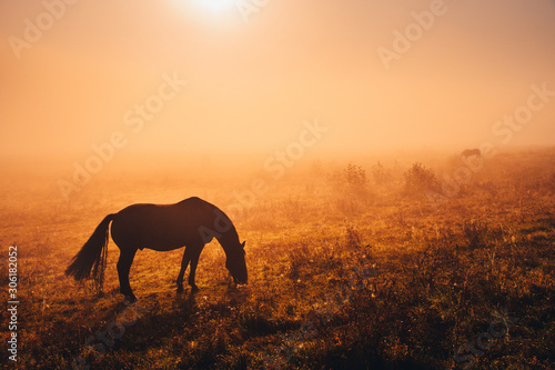 Dark Horse silhouette. Wild animal grassing on autumn meadow in warm sunrise light
