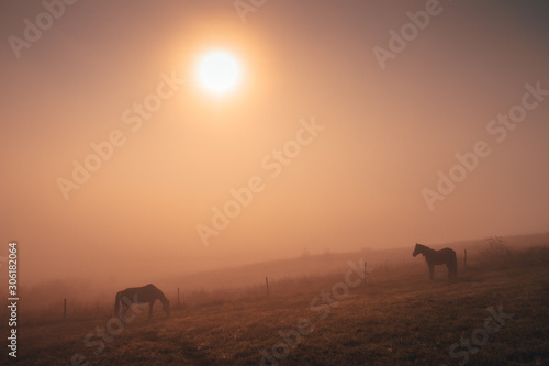 Horses grassing together in autumn summer morning  calm  nostalgic mood  edit space