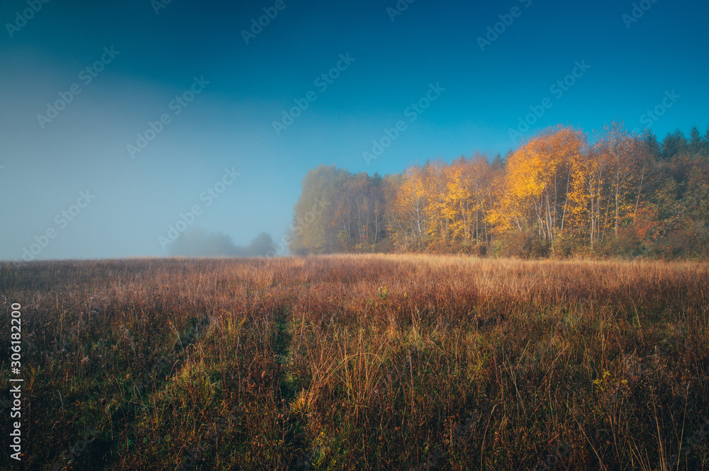 Fototapeta premium Colorful autumn morning. mist, meadow, forest and blue sky