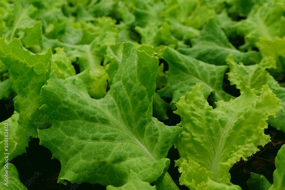 Green Lettuce farming. Close up view. Vegetable leaf background. Green Lettuce farming. Close up view. Vegetable leaf background.