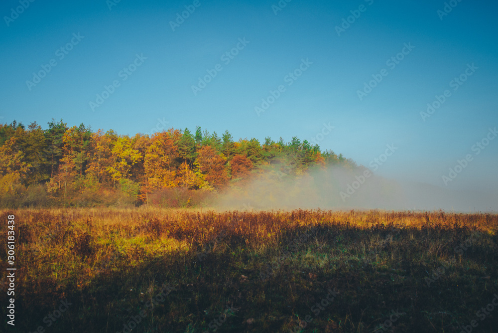 Morning autumn landscape. Colorful trees and mist, indian Summer