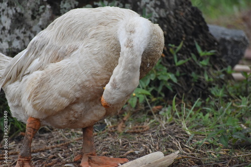 swan on nest