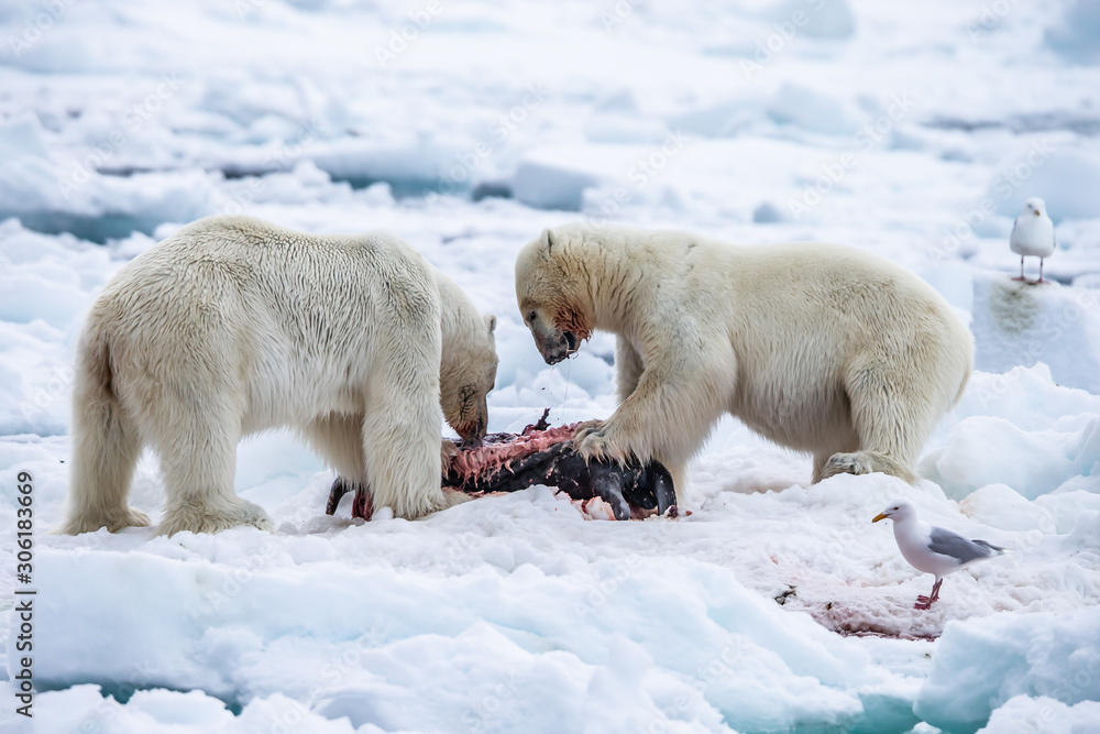 Polar Bear (Ursus maritimus) Spitsbergen North Ocean Polar Bear (Ursus maritimus) Spitsbergen North Ocean