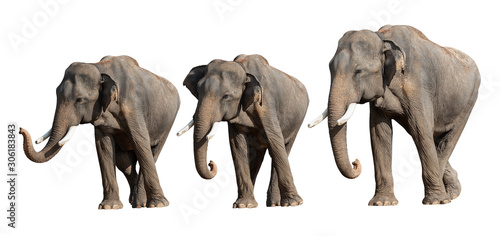 Group of young elephant isolated on white background with clipping path