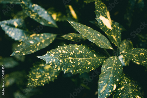 Green leaves (ID: 306183850)