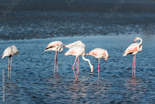 Pink flamingos in the wild. Green mangroves surround a natural pond inhabited by a flock of birds