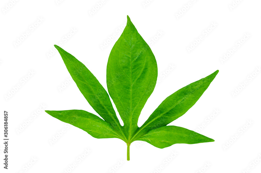 Green leaf isolated on a white background with clipping path