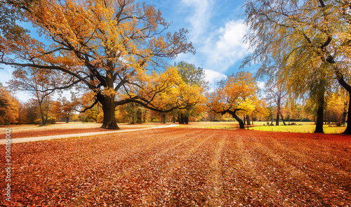 Awesome Autumn Landscape in Muskau Park. wonderful picturesque Scene with Majestic Colorful Trees and Perfect blue sky. amazing Autumn Landscape near of Bad Muskau castle, Saxony, Germany,