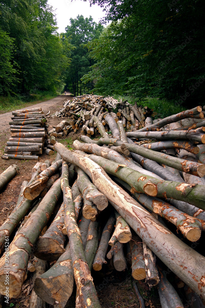 Cut and stored wood in the forest Cut and stored wood in the forest