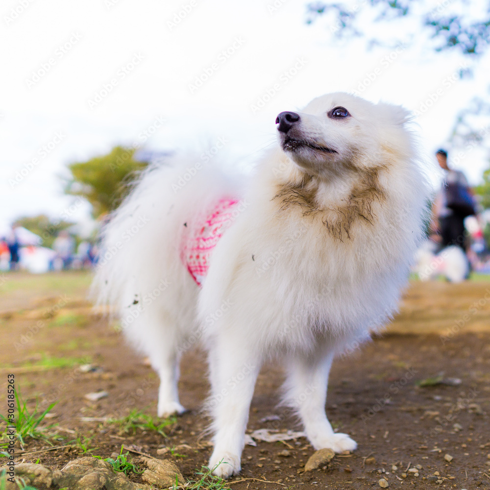 japanese spitz white dog
