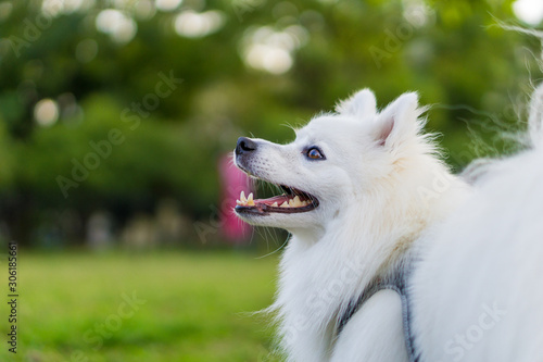Obraz na płótnie japanese spitz white dog
