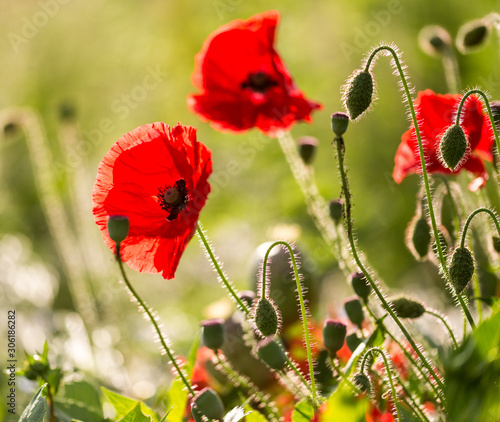 Red poppy surrounded by buds
