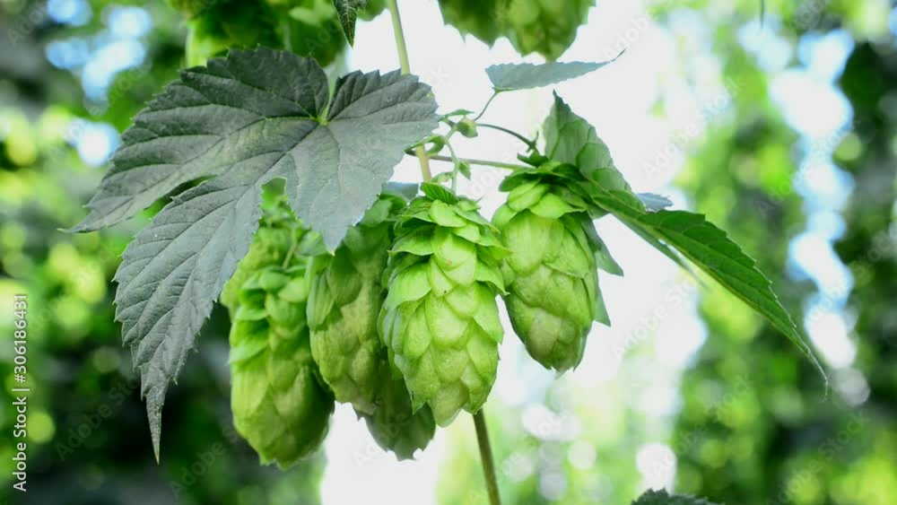 Detail of hop cones in the hop field. Zoom in. Detail of hop cones in the hop field. Zoom in.