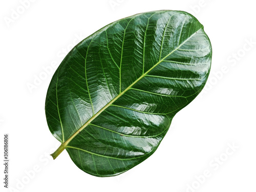 banyan leaves isolated on white background. natural green leaf.v