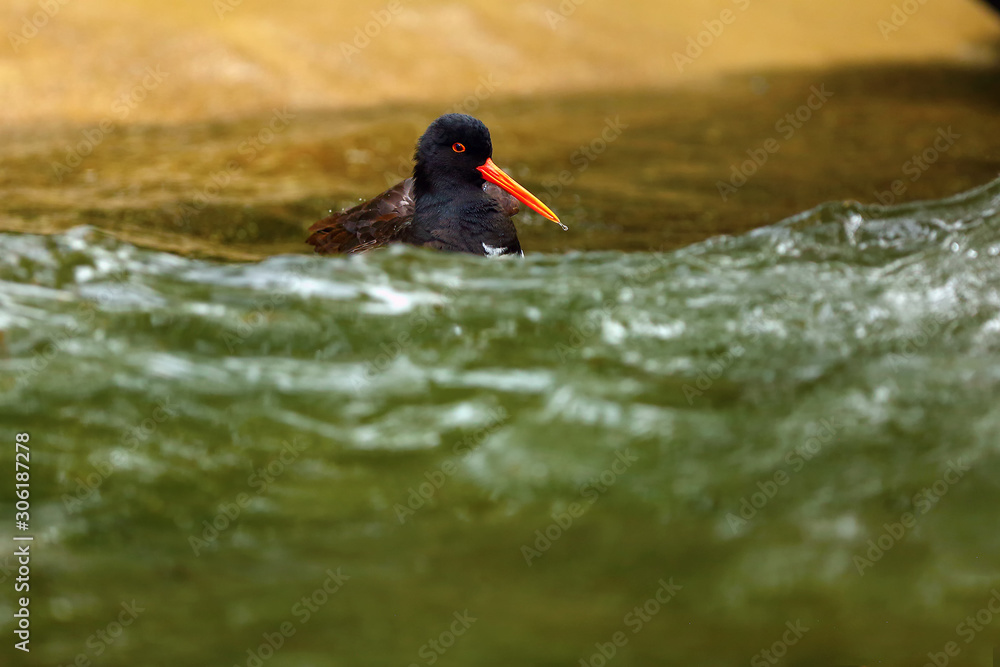 The Eurasian oystercatcher (Haematopus ostralegus) also known as the common pied oystercatcher, or palaearctic oystercatcher,[2] or (in Europe) just oystercatcher  in the wave.