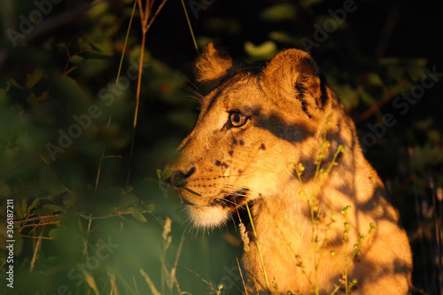 Lioness, African lion, (Panthera leo) hiding in the dark from a spotligt. Portrait of a lioness in the night bush. photo