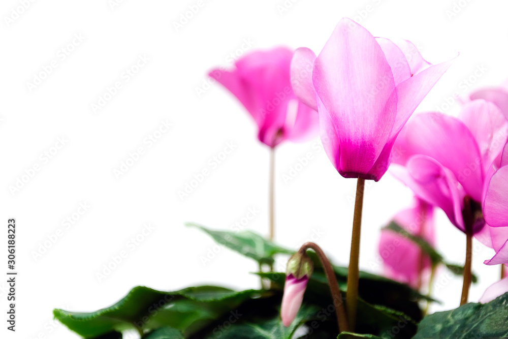 Pink cyclamen persicum flowers with green leaves isolated on white background. Copy space. Flower of cyclamen in a pot blossoms in a beautiful pink color. Pink cyclamen in a flower pot. Pink cyclamen persicum flowers with green leaves isolated on white background. Copy space. Flower of cyclamen in a pot blossoms in a beautiful pink color. Pink cyclamen in a flower pot.