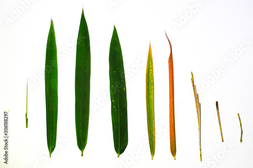 The growth of bamboo leaves. Isolated on white background