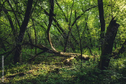 Beautiful place in deep of wild summer forest