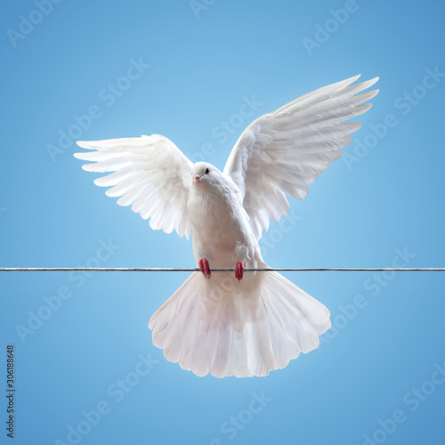 Dove in the air with wings wide open