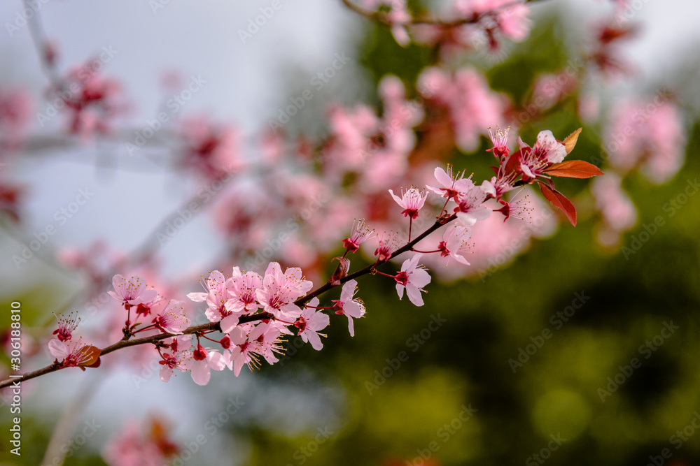 Beautiful pink blossom flowers in the spring. Beautiful pink blossom flowers in the spring.