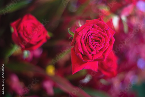 Beautiful red rose flower as flowers background.