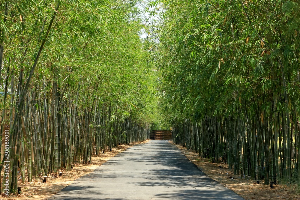 Obraz premium Walkway between bamboo tree arches in attraction place.