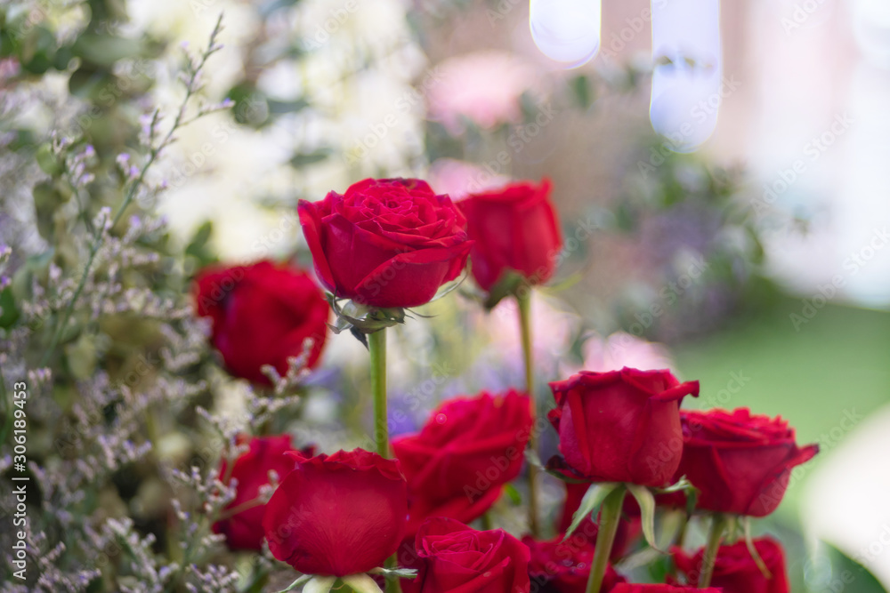 Obraz premium Beautiful red rose flower as flora background.