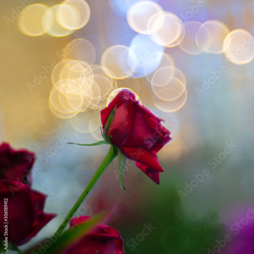 Beautiful red rose flower over bubble bokeh as floral background photo