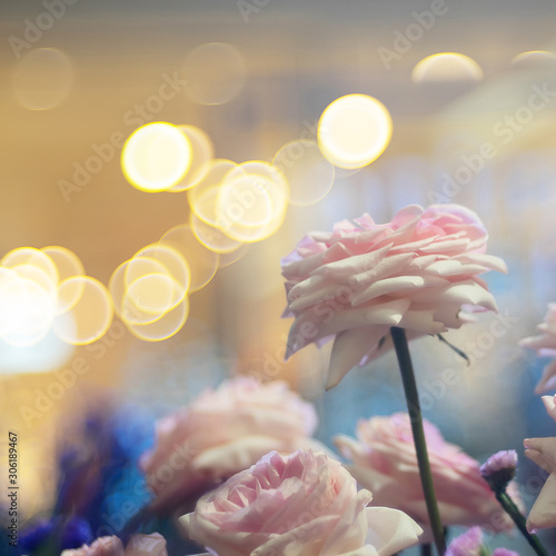 Beautiful pink rose flower over bubble bokeh as floral background photo