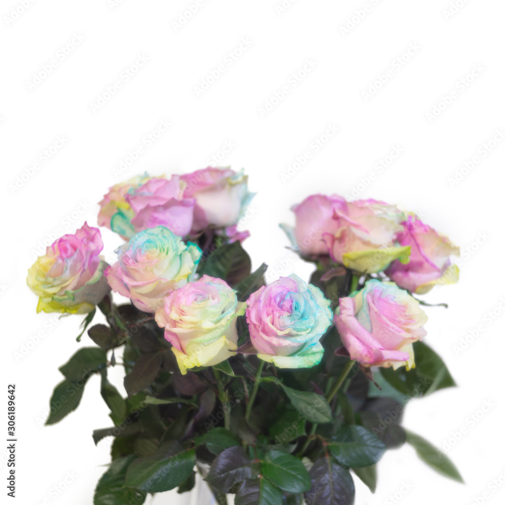 Rainbow roses or disco rose or happy roses flower isolate on white background