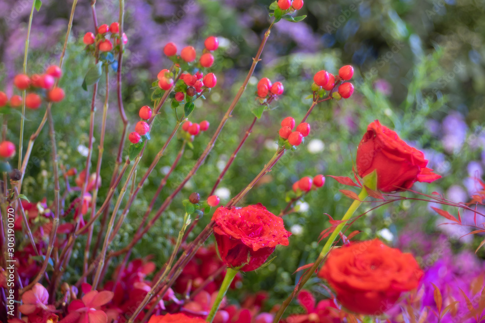 red rose flowers in the garden red rose flowers in the garden