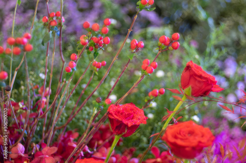Fototapeta Naklejka Na Ścianę i Meble -  red rose flowers in the garden